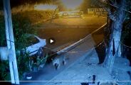 &Oacute;rg&atilde;os ambientais e pesquisadores iniciam opera&ccedil;&atilde;o de captura de on&ccedil;a