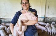 Suinocultura se consolida como for&ccedil;a na gera&ccedil;&atilde;o de emprego e renda em MS