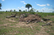 Desmatamento cai quase pela metade em 2025 no Pantanal