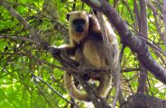 Arauco usa drones e encontra sete fam&iacute;lias de macacos em regi&atilde;o de mega f&aacute;brica 