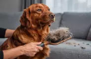 Coceira, queda de pelo e alergias: veja qual a dieta ideal que ajuda a prevenir problemas em pets