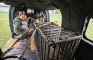Pantanal registra remo&ccedil;&atilde;o in&eacute;dita de on&ccedil;a de dentro de cidade para &aacute;rea remota