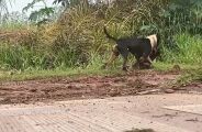 'Pitbulls &agrave; solta' fazem nova v&iacute;tima e voltam a tirar a paz de moradores; v&iacute;deos