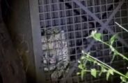 Pol&iacute;cia Ambiental captura on&ccedil;a que atacava animais dom&eacute;sticos em Corumb&aacute;