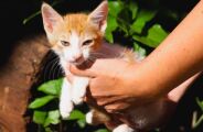 Feira de ado&ccedil;&atilde;o tem pets &agrave; espera de um lar no Dia das M&atilde;es