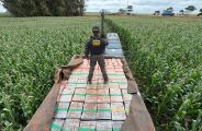 DOF apreende mais de 6 toneladas de maconha em meio a milharal