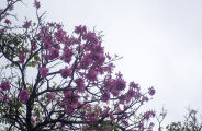 Ip&ecirc; rosa abre temporada das cores e anuncia chegada do inverno