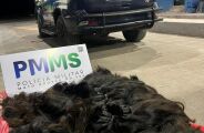 Pol&iacute;cia apreende cabelo humano ilegal avaliado em R$ 115 mil em MS