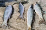 Pesca de tainha na modalidade arrasto de praia est&aacute; suspensa