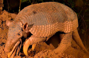 Mato Grosso do Sul pode ter Dia Estadual do tatu-canastra