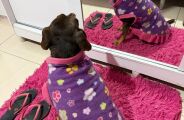 Campanha arrecada cobertores e agasalhos para pets; saiba como ajudar