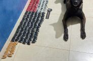 C&atilde;o farejador encontra 400 c&aacute;psulas de coca&iacute;na em &ocirc;nibus interestadual