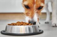 Farinha, corante e aditivo: o que evitar na dieta para prevenir alergias nos pets