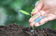 Rejeito da ind&uacute;stria de celulose &eacute; testado como fertilizante agr&iacute;cola em MS