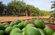 TRT condena empresa de frutas por trabalho an&aacute;logo &agrave; escravid&atilde;o em MS
