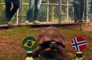Jabuti do Bioparque 'quase' aposta no Brasil em jogo contra a Noruega; v&iacute;deo