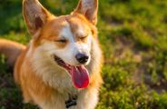 O que evitar na dieta dos pets para prevenir alergias