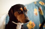 Veja como cuidar do seu pet em dias de jogos, campeonatos e final da Copa do Mundo