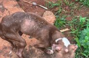 Cachorro v&iacute;tima de maus-tratos &eacute; resgatado pela pol&iacute;cia em boca de fumo