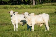 Cooperativa de MS projeta R$ 10 milh&otilde;es de economia para pecuaristas em 2026