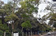 &Aacute;rvores do Parque dos Poderes passar&atilde;o por pente-fino