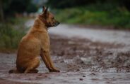 MS pode ter cadastro estadual de condenados por maus-tratos a animais