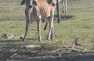 Gado &eacute; abandonado em fazenda piv&ocirc; da Ultima Ratio