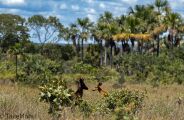 ONG registra primeiros casos de melanismo em cervos-do-pantanal