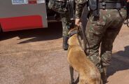 Mesmo com o bilion&aacute;rio Sisfron, Sindy &eacute; a melhor arma do Ex&eacute;rcito contra o tr&aacute;fico