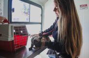 Consult&oacute;rio m&oacute;vel prepara semana com 150 atendimentos veterin&aacute;rios gratuitos 