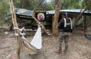 Planta&ccedil;&atilde;o de maconha de 20 hectares &eacute; destru&iacute;da na fronteira 