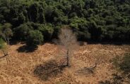 Depois da COP17, Brasil &eacute; cobrado a efetivar metas de restaura&ccedil;&atilde;o