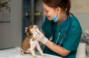 Essa semana celebramos o Dia do Veterin&aacute;rio, e a data acende alerta sobre a sa&uacute;de mental deles 