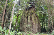 Amazonas ganha quatro reservas de desenvolvimento sustent&aacute;vel