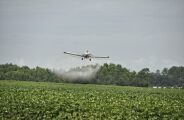 Pulveriza&ccedil;&atilde;o a&eacute;rea pode ter matado milhares de bichos-de-seda em MS