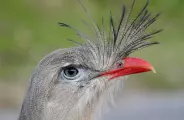 O canto de duas aves &eacute; t&atilde;o poderoso que uma britadeira parece silenciosa perto delas