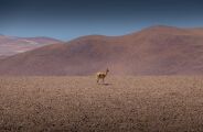 O que vivia no Atacama antes de ele se tornar um deserto deixou cientistas espantados
