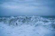 Logo ap&oacute;s grande tsunami no Jap&atilde;o, animal que nunca deveria existir &eacute; encontrado vivo