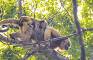Projeto monitora bugios e macacos-prego no corredor do Rio Sucuri&uacute;