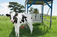 Bezerro dispara at&eacute; 40% e Pantanal ganha protagonismo na pecu&aacute;ria de MS