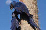 Arara-azul ganha novas &aacute;rvores para alimenta&ccedil;&atilde;o e reprodu&ccedil;&atilde;o