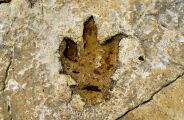 China descobre dinossauro "anatomicamente bizarro" que lembra criaturas de Jurassic World