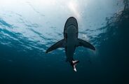 Tubar&atilde;o considerado um dos mais raros do oceano &eacute; registrado vivo a 2.000 metros de profundidade