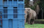 Transporte do elefante Sandro at&eacute; santu&aacute;rio no MT conta com apoio da PRF-MS