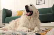 H&aacute;bitos da vida moderna afetam a troca de pelos dos pets na primavera?