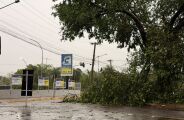 Ap&oacute;s 42 horas, &aacute;rvores ainda interditam vias de Campo Grande