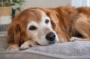 Envelhecimento dos c&atilde;es exige aten&ccedil;&atilde;o e adapta&ccedil;&atilde;o da fam&iacute;lia, aponta especialista