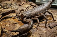 Descoberta de escorpi&atilde;o gigante, maior que um cachorro, impressiona cientistas