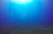 Enquanto maior tubar&atilde;o dos mares tem 20 m, o menor deles n&atilde;o passa de 21,5 cm