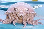 Criatura "alien" vive no fundo do oceano e pode ficar at&eacute; 5 anos sem comer
